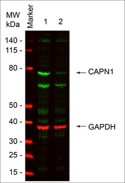 MISSION&#174; esiRNA targeting human CAPN1