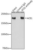 Anti-ACE1 antibody produced in rabbit