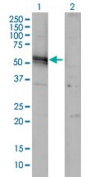 Monoclonal Anti-AGT antibody produced in mouse clone 1A10, purified immunoglobulin, buffered aqueous solution