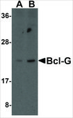 Anti-BCL-G antibody produced in rabbit affinity isolated antibody, buffered aqueous solution