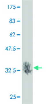 Monoclonal Anti-MAP2K7 antibody produced in mouse clone 2C12, purified immunoglobulin, buffered aqueous solution