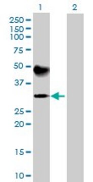 Anti-ATP4B antibody produced in mouse purified immunoglobulin, buffered aqueous solution