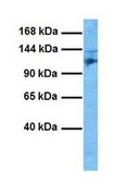 Anti-MKL1 antibody produced in rabbit IgG fraction of antiserum