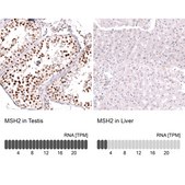 Monoclonal Anti-Msh2 Antibody Produced In Mouse Prestige Antibodies&#174; Powered by Atlas Antibodies, clone CL13713, affinity isolated antibody, buffered aqueous glycerol solution