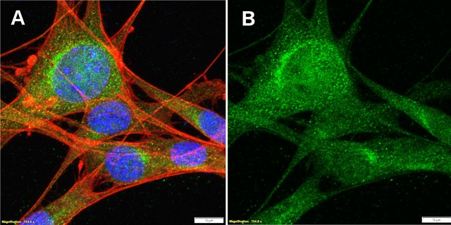 Anti-VCP Antibody, clone 1L10 ZooMAb&#174; Rabbit Monoclonal recombinant, expressed in HEK 293 cells