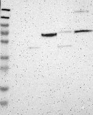 Anti-DACH1 antibody produced in rabbit Prestige Antibodies&#174; Powered by Atlas Antibodies, affinity isolated antibody, buffered aqueous glycerol solution