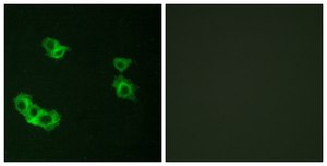 Anti-PTHR1 antibody produced in rabbit affinity isolated antibody