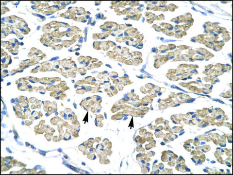 Anti-STAT4 antibody produced in rabbit IgG fraction of antiserum