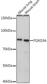 Anti-FOXO3A Antibody, clone 8B9X5, Rabbit Monoclonal