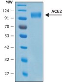 Angiotensin Converting Enzyme-2, ACE2 Human recombinant, ≥1000000 U/mg, expressed in HEK 293 cells