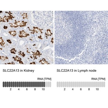 Anti-SLC22A13 antibody produced in rabbit Prestige Antibodies&#174; Powered by Atlas Antibodies, affinity isolated antibody, buffered aqueous glycerol solution