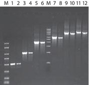 JumpStart&#8482; REDTaq&#174; ReadyMix&#8482; Reaction Mix for PCR