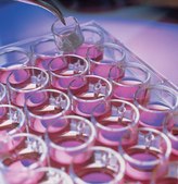 Millicell&#174; Standing Cell Culture Inserts pore size 0.4&#160;&#956;m, diam. 12&#160;mm, transparent PTFE membrane, hydrophilic, size 24&#160;wells, sterile