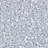 Anti-PDE9A antibody produced in rabbit Prestige Antibodies&#174; Powered by Atlas Antibodies, affinity isolated antibody, buffered aqueous glycerol solution