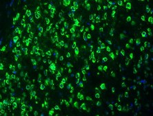 Anti-NG2, Alexa Fluor&#8482;488 Conjugate Antibody from rabbit, ALEXA FLUOR&#8482; 488