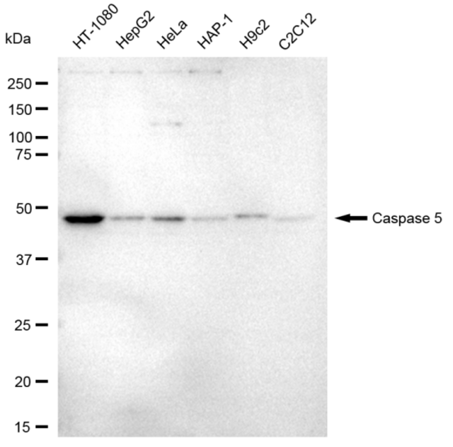 Anti Caspase 5 Antibody, clone 23GB3315, Rabbit Monoclonal clone 23GB3315, recombinant rabbit monoclonal, expressed in HEK293 cells
