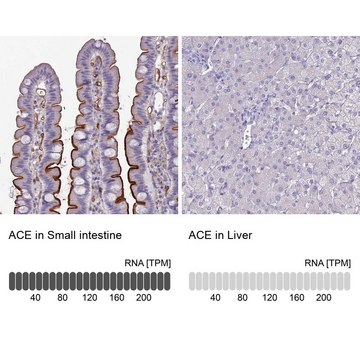 Anti-ACE antibody produced in rabbit Prestige Antibodies&#174; Powered by Atlas Antibodies, affinity isolated antibody, buffered aqueous glycerol solution