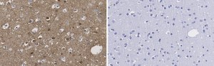 Anti-CRBN Antibody, clone 3I23 ZooMAb® Rabbit Monoclonal recombinant, expressed in HEK 293 cells
