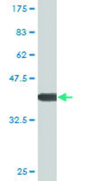 Monoclonal Anti-XBP1 antibody produced in mouse clone 2D9, purified immunoglobulin, buffered aqueous solution