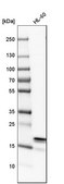 Anti-ARPC3 antibody produced in rabbit Prestige Antibodies&#174; Powered by Atlas Antibodies, affinity isolated antibody, buffered aqueous glycerol solution