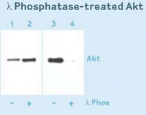 Anti-Phosphoserine Antibody, clone 4A4 (mouse IgG1) clone 4A4, Upstate&#174;, from mouse