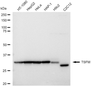 KD-Validated Anti TSFM Antibody, clone 23GB4710, Rabbit Monoclonal clone 23GB4710, recombinant rabbit monoclonal, expressed in HEK293 cells