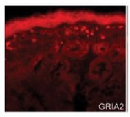 Anti-GRIA2 (AB2) antibody produced in rabbit IgG fraction of antiserum