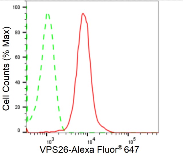 KD-Validated Anti VPS26 Antibody, clone 24GB2415, Rabbit Monoclonal clone 24GB2415, recombinant rabbit monoclonal, expressed in HEK293 cells