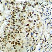 Anti-phospho-WWOX (pTyr33) antibody produced in rabbit affinity isolated antibody