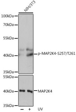 Anti-Phospho-MAP2K4-S257/T261 antibody produced in rabbit