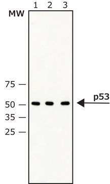 Anti-p53 antibody, Mouse monoclonal clone DO-2, purified from hybridoma cell culture