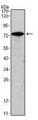 Anti-GATA Antibody3, clone 7B5 ascites fluid, clone 7B5, from mouse
