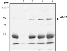 Anti-AGO2 antibody, Mouse monoclonal clone AGO2-10, purified from hybridoma cell culture
