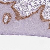 Anti-SCTR antibody produced in rabbit Prestige Antibodies&#174; Powered by Atlas Antibodies, affinity isolated antibody, buffered aqueous glycerol solution