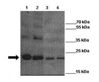 Anti-GJB2 antibody produced in rabbit IgG fraction of antiserum