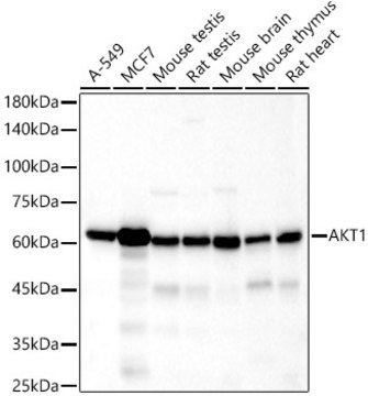 Anti-AKT1 Antibody, clone 10S9D6, Rabbit Monoclonal