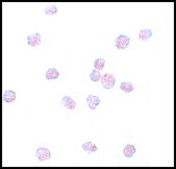 Anti-SOX2 antibody produced in rabbit affinity isolated antibody, buffered aqueous solution