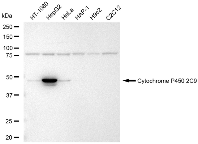 Anti Cytochrome P450 2C9 Antibody, clone 23GB5885, Rabbit Monoclonal clone 23GB5885, recombinant rabbit monoclonal, expressed in HEK293 cells