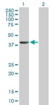 Anti-AHCY antibody produced in mouse purified immunoglobulin, buffered aqueous solution