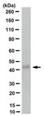 Anti-Podoplanin Antibody, clone PMab-1 clone PMab-1, from rat
