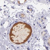 Anti-KNG1 antibody produced in rabbit Ab1, Prestige Antibodies&#174; Powered by Atlas Antibodies, affinity isolated antibody, buffered aqueous glycerol solution