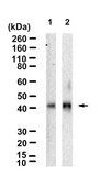 Anti-Fas/CD95 Antibody, clone 1F17 ZooMAb&#174; Rabbit Monoclonal recombinant, expressed in HEK 293 cells