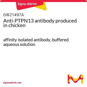 Anti-PTPN13 antibody produced in chicken affinity isolated antibody, buffered aqueous solution