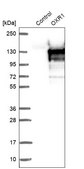 Anti-OXR1 antibody produced in rabbit Prestige Antibodies&#174; Powered by Atlas Antibodies, affinity isolated antibody, buffered aqueous glycerol solution, ab1