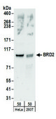 Rabbit anti-BRD2 Antibody, Affinity Purified Powered by Bethyl Laboratories, Inc.