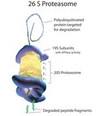 20S Proteasome Fraction from rabbit &#8805;95% (SDS-PAGE), solution