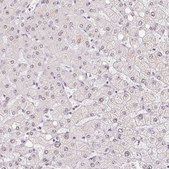 Anti-CWC25 antibody produced in rabbit Prestige Antibodies&#174; Powered by Atlas Antibodies, affinity isolated antibody, buffered aqueous glycerol solution