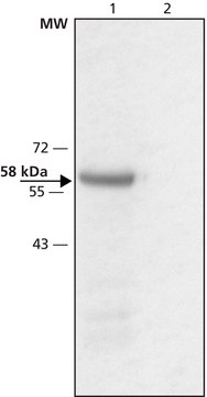 Anti-Monoamine Oxidase B antibody produced in rabbit ~1.5&#160;mg/mL, affinity isolated antibody, buffered aqueous solution