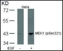 Anti-phospho-MAP2K1 (pSer221) antibody produced in rabbit affinity isolated antibody