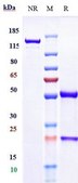 Anti-IL-12b Reference Antibody